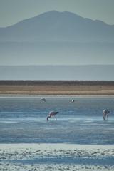Flamingos feeding and flying at Chaxa Lagoon & Flamingos. National Rserve Conaf an Pedro de Atacama, Antofagasta - Chile. Desert. Andes Range.