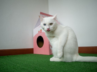 odd eye siamese white cat show tongue at front of craft  paper pink pet house on green artificial grass.