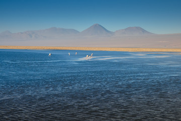 Fototapeta premium Flamingos feeding and flying at Chaxa Lagoon & Flamingos. National Rserve Conaf an Pedro de Atacama, Antofagasta - Chile. Desert. Andes Range.