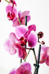 Naklejka na ściany i meble Pink orchid on a white background.