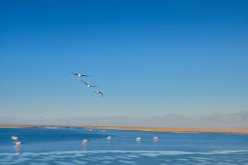 Fototapeta na wymiar Flamingos feeding and flying at Chaxa Lagoon & Flamingos. National Rserve Conaf an Pedro de Atacama, Antofagasta - Chile. Desert. Andes Range.