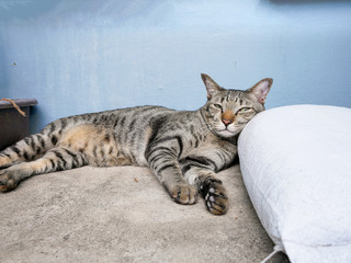 Siamese trip tabby cat relax on ground floor