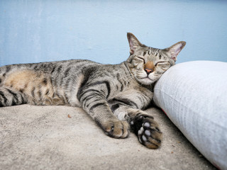 Siamese trip tabby cat relax on ground floor