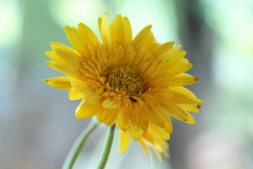 Fresh yellow gerbera flower and blur background.