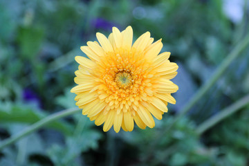 Fresh yellow gerbera flower and blur background.