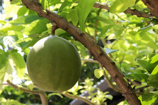 Fresh green calabash tree or crescentia cujete in the garden.