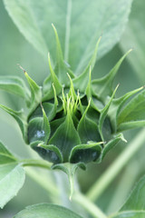 Close-up view of green sunflower bulb.