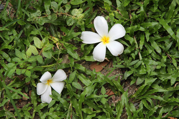 White plumeria flower  on green grass background.