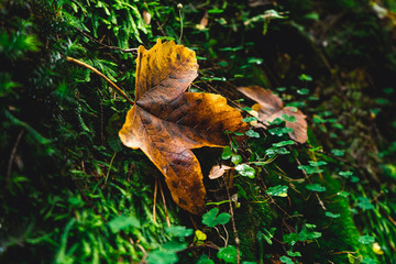 Orange aspen leaf and green fern in forest in fall.
