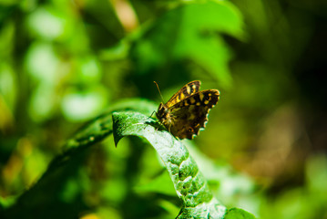 A Butterfly, Painted Lady, flower. Its wings are half open and it is looking away from the camera.