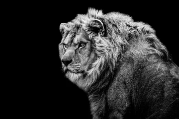 Photo sur Plexiglas Noir et blanc Lion avec un fond noir en N&amp B