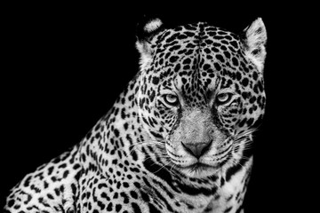 Jaguar with a black Background in B&W