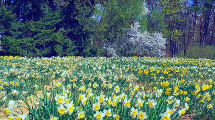 huge field with blooming daffodils in the Minsk Botanical Garden, April 2020, In the language of...