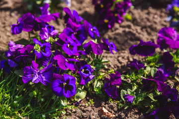 Purple and violet heartsease, flower garden - close-up