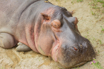 Hippo close up. Portrait of a hippo.