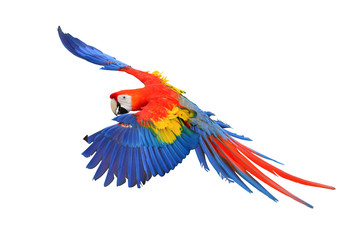 Scarlet macaw parrot flying isolated on white background.