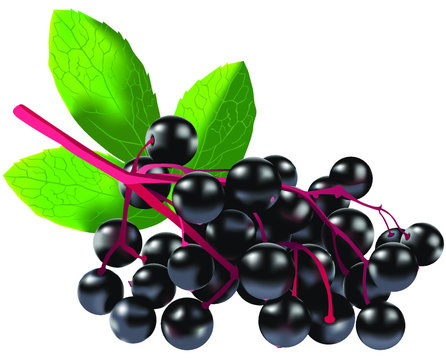 Elderberry  vector Illustration isolated on white background