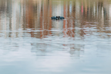 Spring time 2020, nature is waking up. Lake in spring. Birds on the lake. Sea birds.