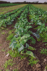 Cauliflower field