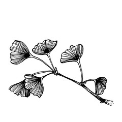 Ginkgo tree branch with leaves hand drawing. Elegant black and white sketch.