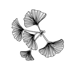 Ginkgo tree branch with leaves hand drawing. Elegant black and white sketch.