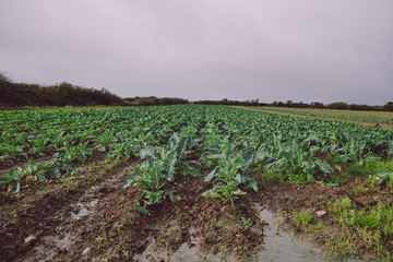 Cauliflower field