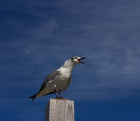 Obraz premium The seagull is screaming. Seagull on a background of blue sky.