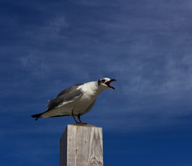 The seagull is screaming. Seagull on a background of blue sky.