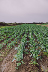 Fototapeta na wymiar Cauliflower field