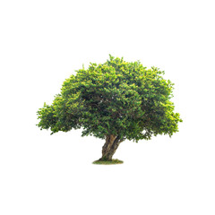 Isolated deciduous tree on a white background  with clipping path. Cutout tree for use as a raw material for editing work.