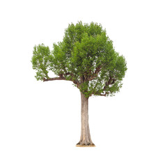 Fototapeta na wymiar Isolated of big almond tree or Thai 's name is grabok on white background with clipping path. Cutout tree for use as a raw material for editing work.
