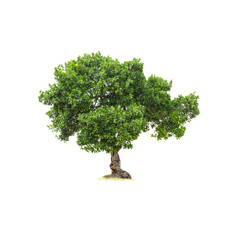 Fototapeta na wymiar Isolated deciduous tree on a white background with clipping path. Cutout tree for use as a raw material for editing work.