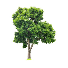 Fototapeta na wymiar Isolated of big almond tree or Thai 's name is grabok on white background with clipping path. Cutout tree for use as a raw material for editing work.