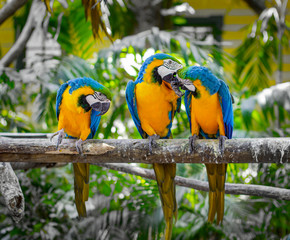 Fototapeta na wymiar Blue and yellow macaw. Pair of parrots