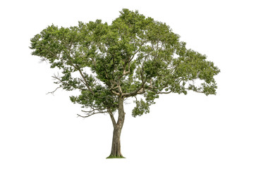Obraz premium Cutout tree for use as a raw material for editing work. isolated beautiful fresh green deciduous almond tree on white background with clipping path.