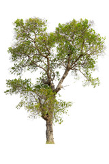 Cutout tree for use as a raw material for editing work. isolated beautiful fresh green deciduous almond tree on white background with clipping path.