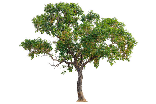 Isolated of big almond tree or Thai 's name is grabok on white background with clipping path. Cutout tree for use as a raw material for editing work.