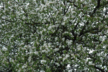 Fototapeta na wymiar A large beautiful flowering tree of apple trees in the spring garden