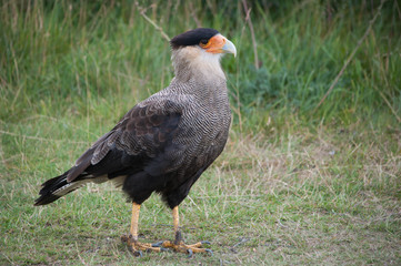 Aves en la Patagonia