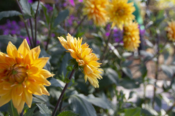 Beautiful blooming yellow dahlias in the garden