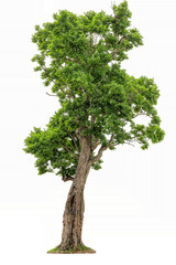 Isolated of big almond tree or Thai 's name is grabok on white background with clipping path. Cutout tree for use as a raw material for editing work.