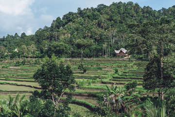 Fototapeta na wymiar Photograph of rice fields in bali with wooden house