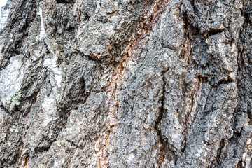 
birch bark closeup background texture
