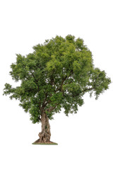 Isolated deciduous small tree on a white background  with clipping path. Cutout tree for use as a raw material for editing work.