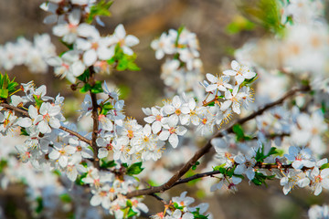macro close up white flower spring time tree blooming on branches in May