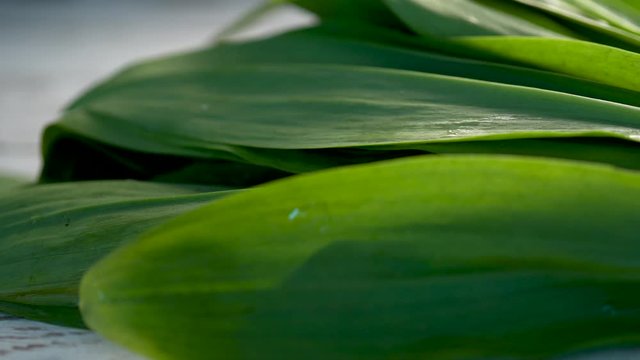 Low angle extreme closeup moving to the right starting with green wet leaves of fresh ramps.