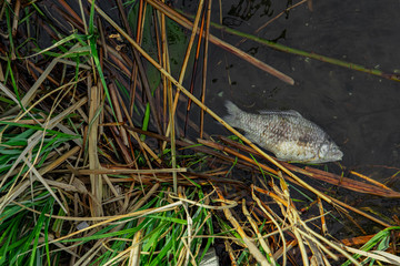 dead fish in water environmental pollution ecology disaster nature concept