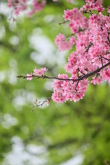 Selective Focus On the Midground Of Cherry Blossom.