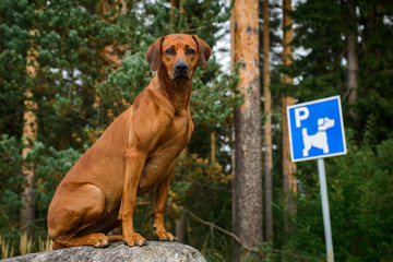 dog sitting in front of direction sign parking for dogs