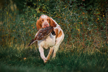 Adorable Bracco Italiano pointer dog hunting for fowl in meadow